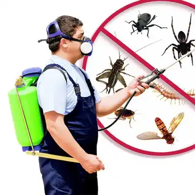 pest control Beaufort